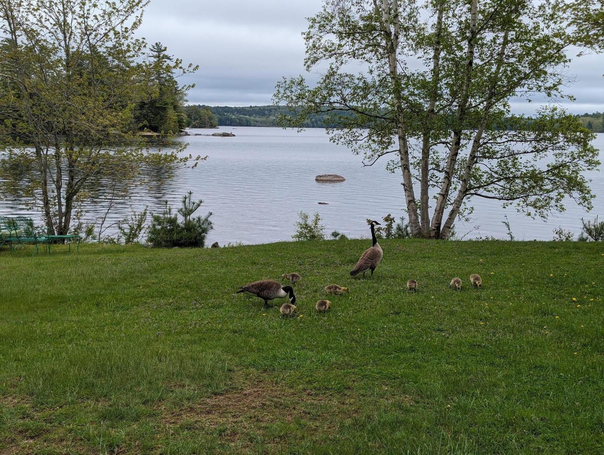 Alamoosook Lakeside Inn Orland المظهر الخارجي الصورة
